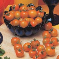 Frö till tomat Sungold