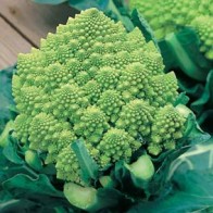 Broccolo 'Romanesco