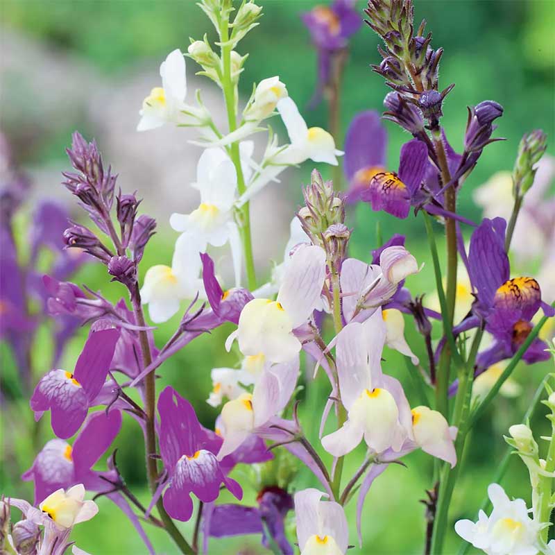 färgsporre 'northern lights mix' – 50 cm ettårig, ca 1000 frön, färgstark mix för sol/halvskugga