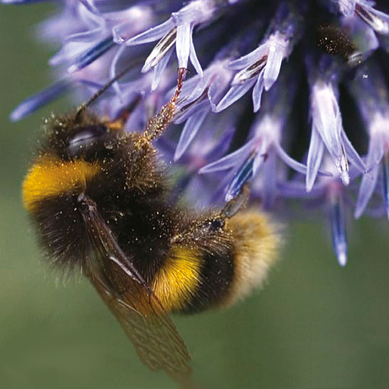 Frö till Sommarblommor mix för pollinerare