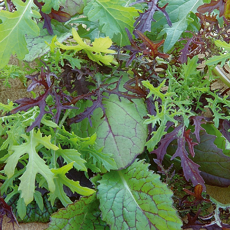 Frö till Bladsarepta 'Colour & Bite', Brassica juncea
