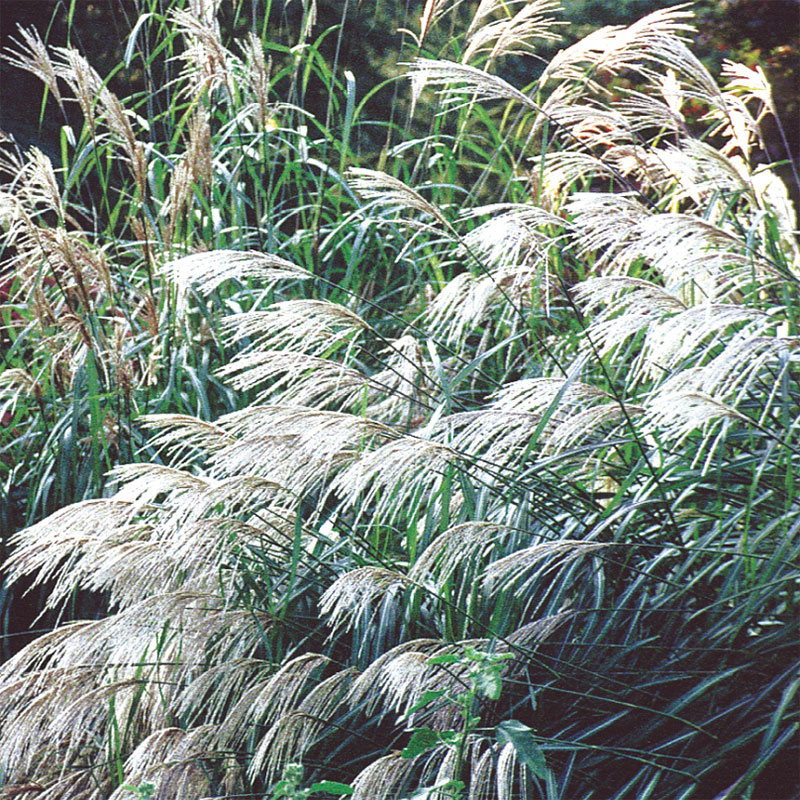 Glansmiskantus, Silver Grass