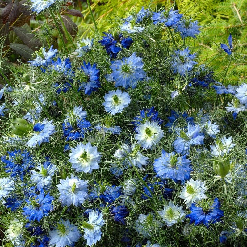 jungfrun i det gröna 'dwarf moody blue'