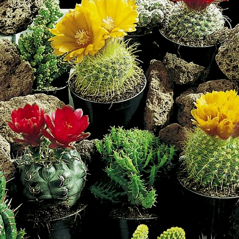 Kaktus 'Superfine Mixed'