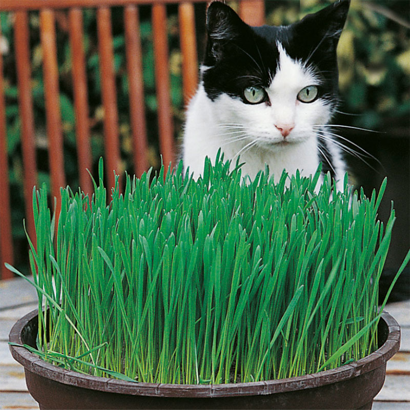 Katt vid kattgräs