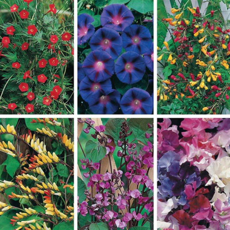 Frökollektion med noga utvalda klätterväxter i fin färgkombination