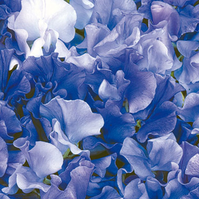Luktärt 'Singing the blues'