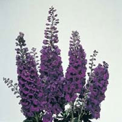 Riddarsporre Delphinium Magic Fountains Midnight#-Frö till Riddarsporre