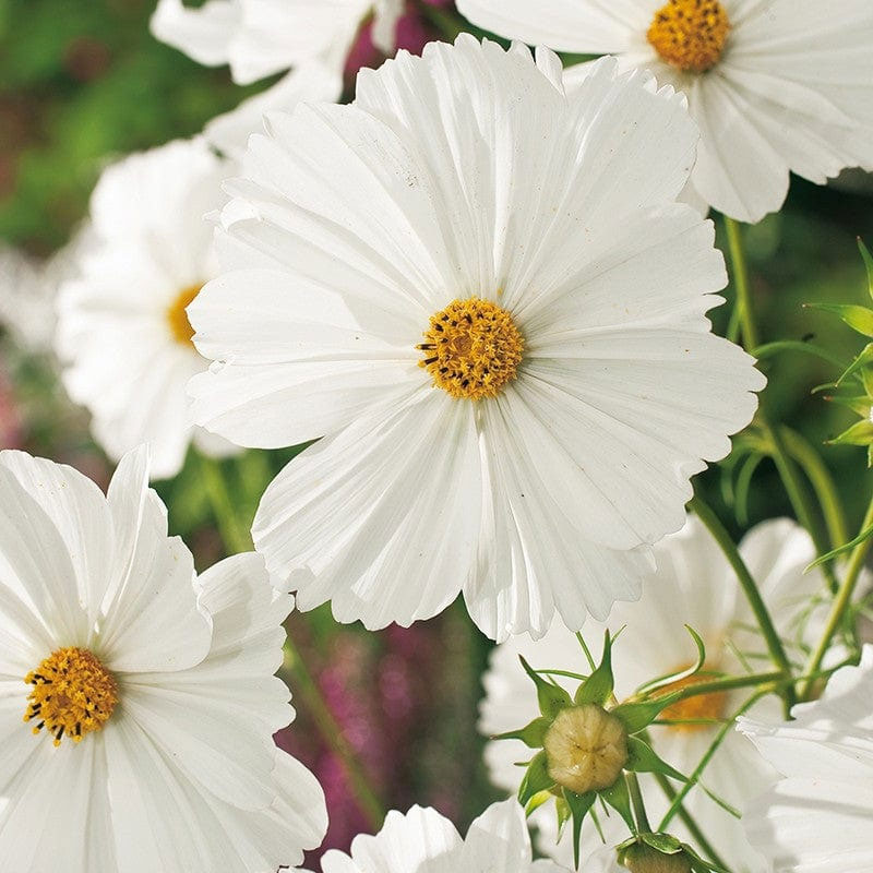 rosenskära 'purity'