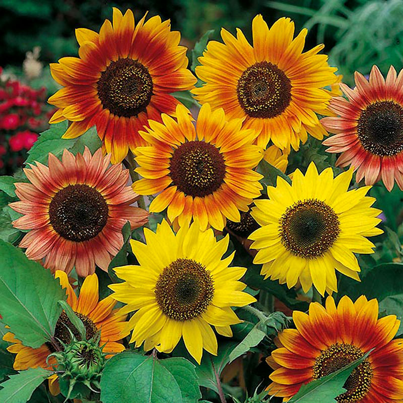 solros-sunflower-sunburst-mixed.jpg