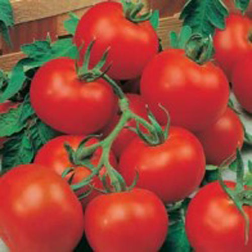 Tomat ’Outdoor Girl’