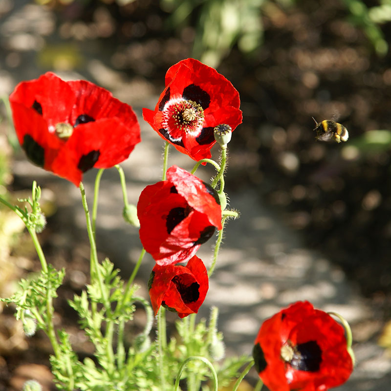 Fläckvallmo - Papaver commutatum 'Ladybird' Fläckvallmo - Papaver commutatum 'Ladybird'