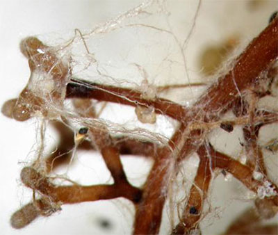 mycorrhiza-2.jpg