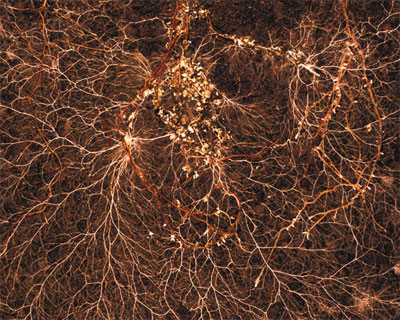 mycorrhiza.jpg