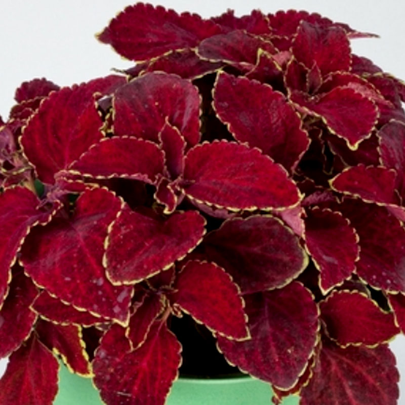 Palettblad 'Superfine Rainbow Red Velvet'