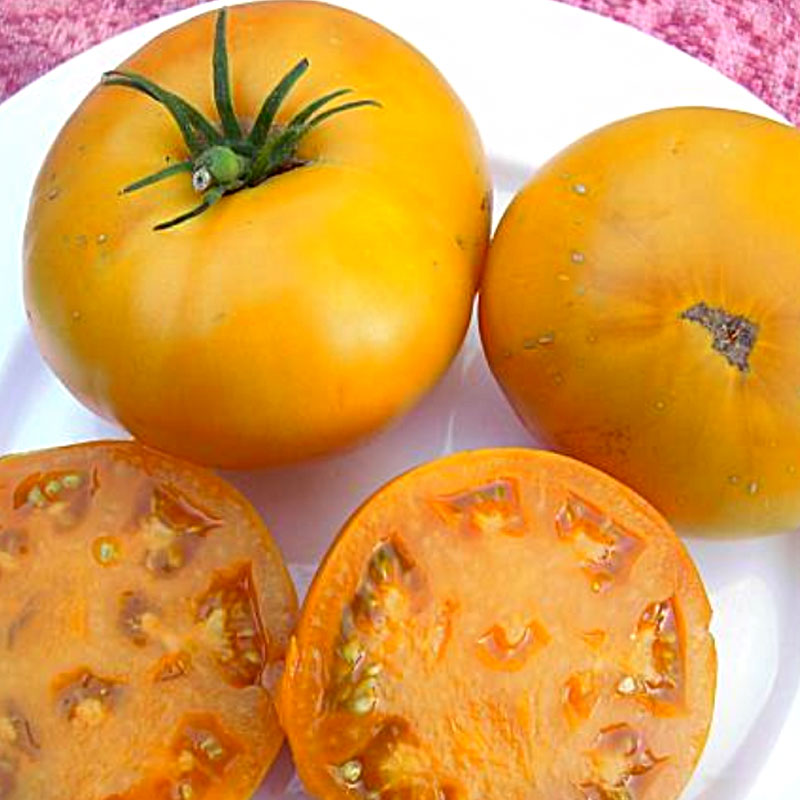 Frö till Tomat, Brandywine Yellow Wexthuset