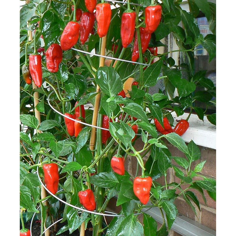 Växtstöd för tomater och klängande växter