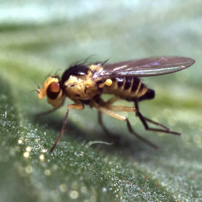 Nemasys biologisk bekämpning mot sorgmyggor och harkrank
