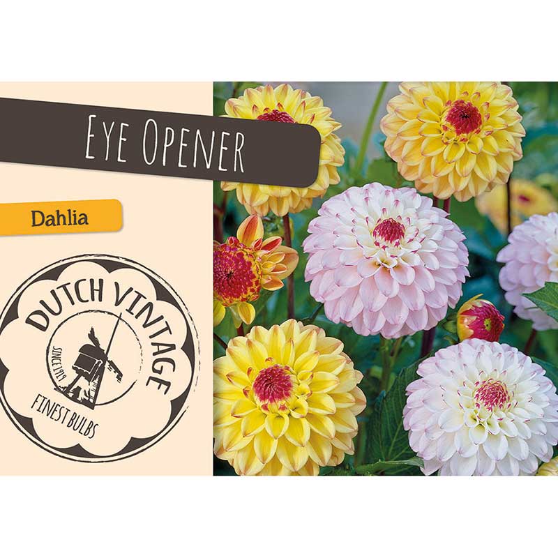 Dahlia 'Eye Opener' mix