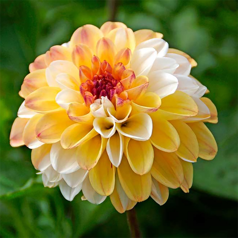 DeRee Dekorativdahlia ‘Double Jill’