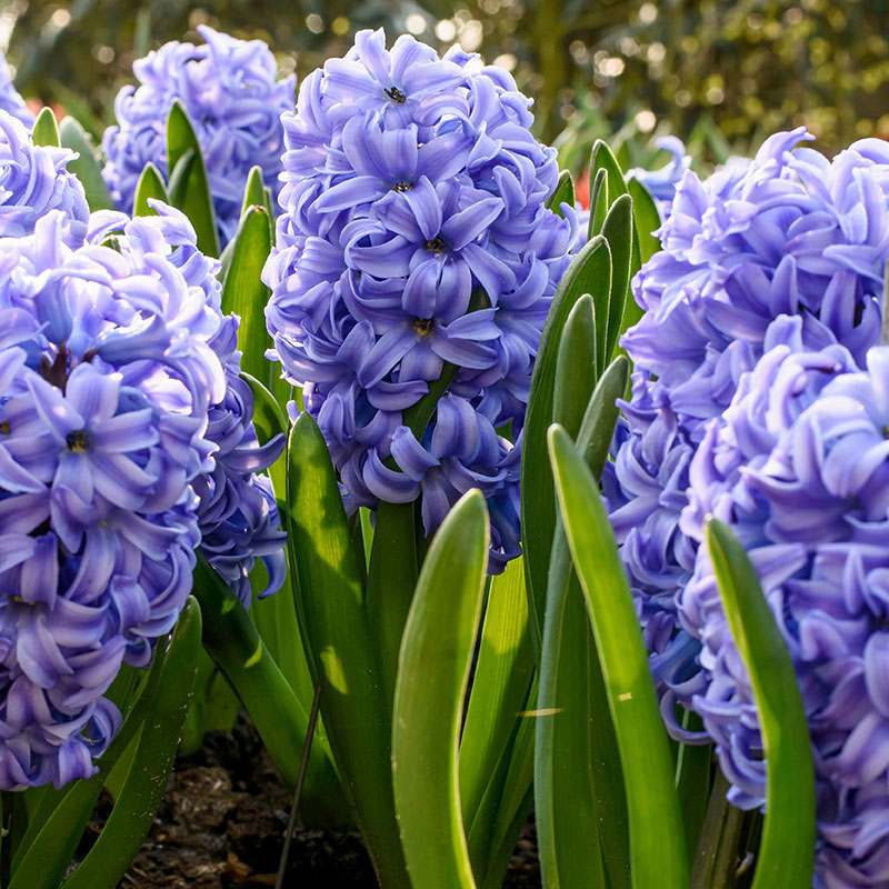 DeRee Hyacint ’Delft Blue’ julblommande