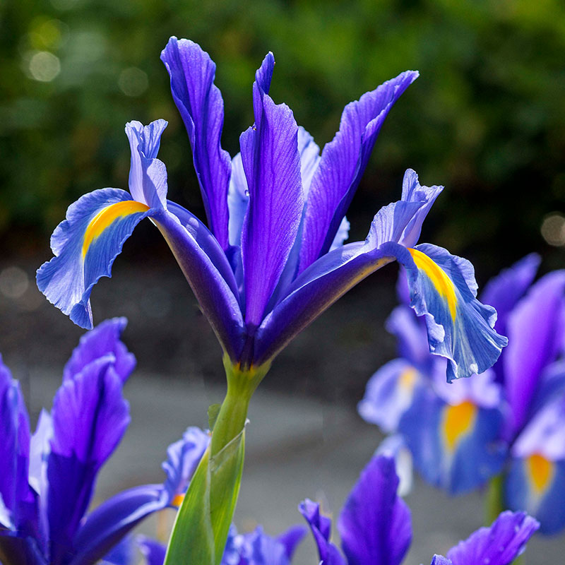 Iris, Hollandica 'Blue Pearl'