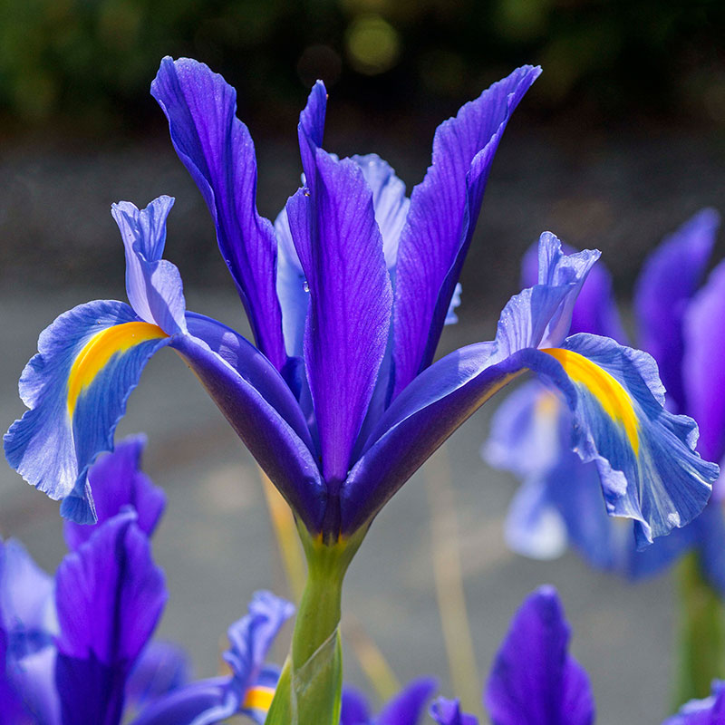 Holländsk iris 'Blue Pearl'