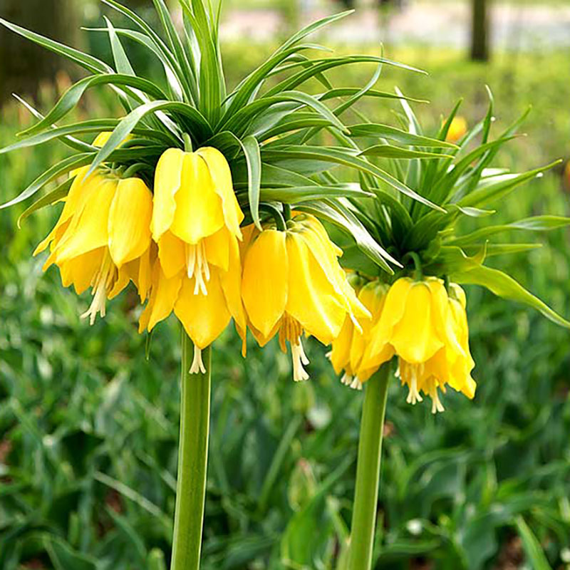 DeRee Kejsarkrona ’Lutea’