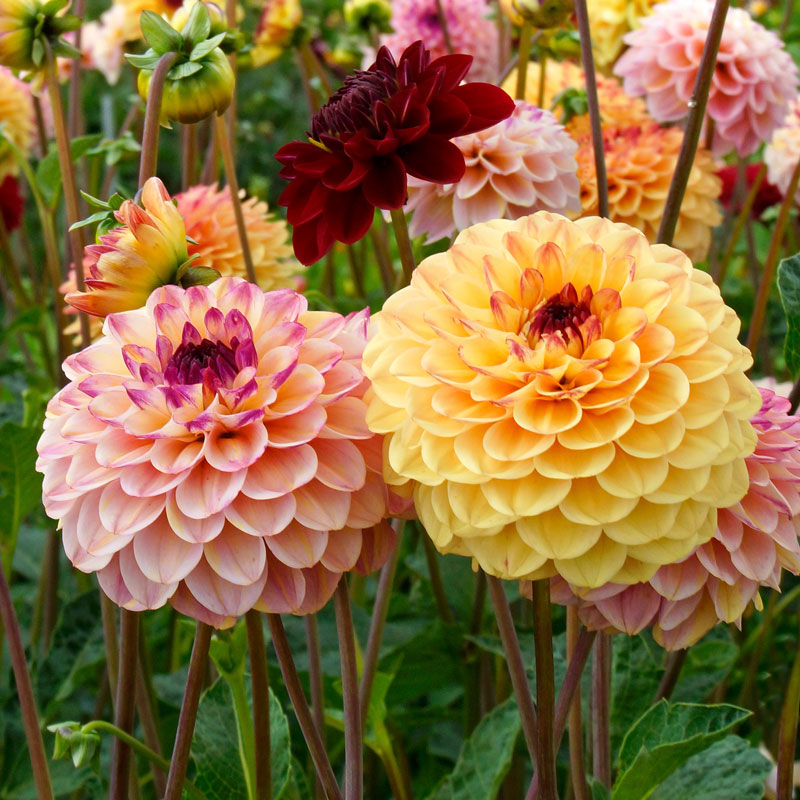 Dahlia merckii