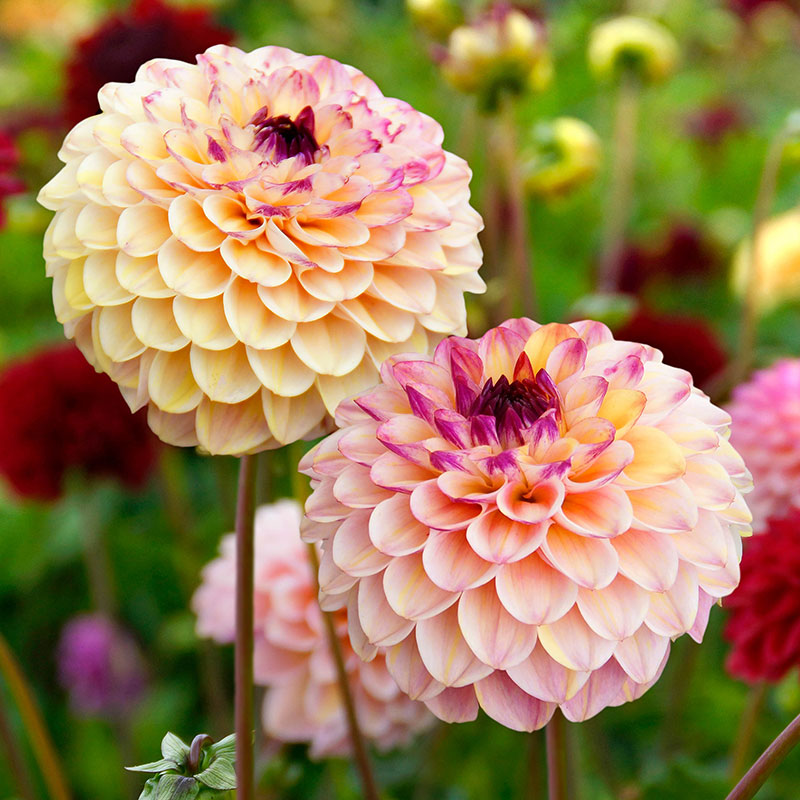 Dahliaknöl till Pompondahlia ’Wine Eyed Jill’ Wexthuset