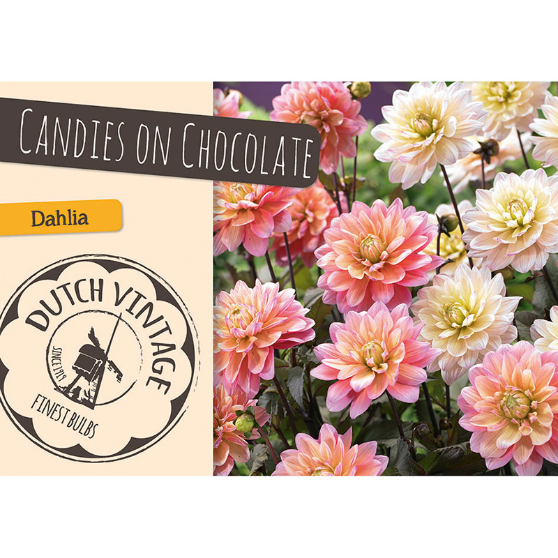 Dekorativdahlia ’Candies on Chocolate’ mix