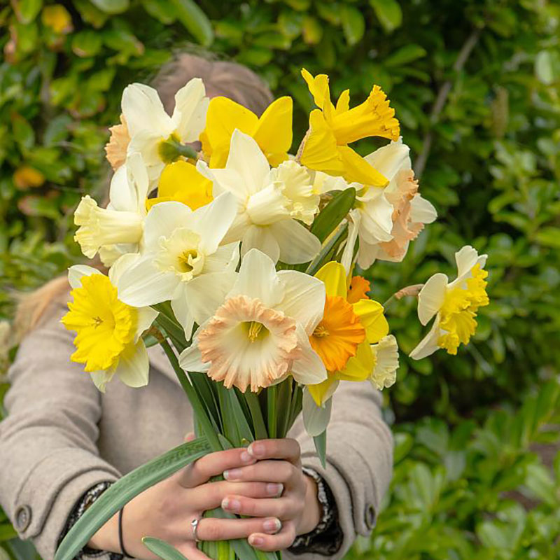 Narcisser, storblommig mix