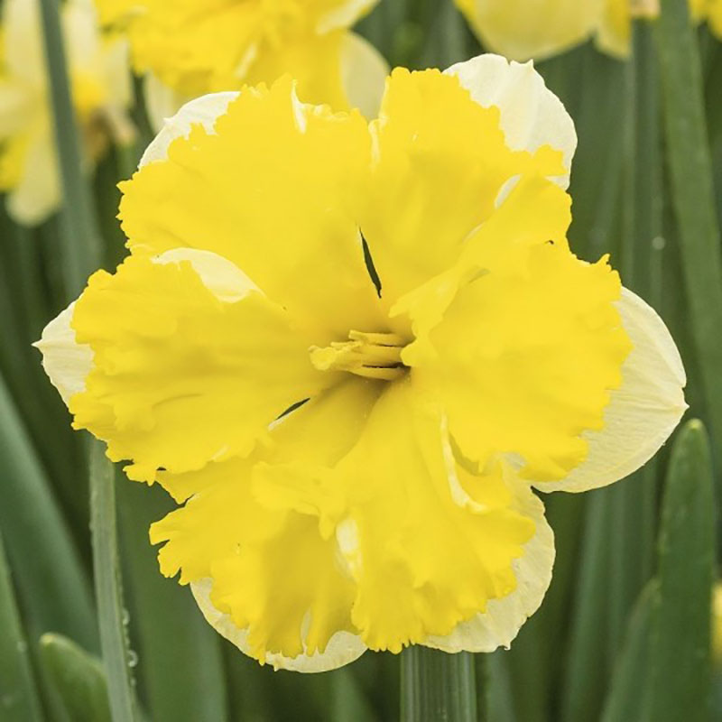 Narciss ’Banana Daiquiri’ blomsterlök för höstplantering Wexthuset