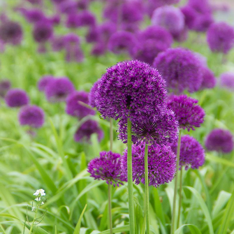 DeRee Purpurlök ’Purple Sensation’ ekologisk