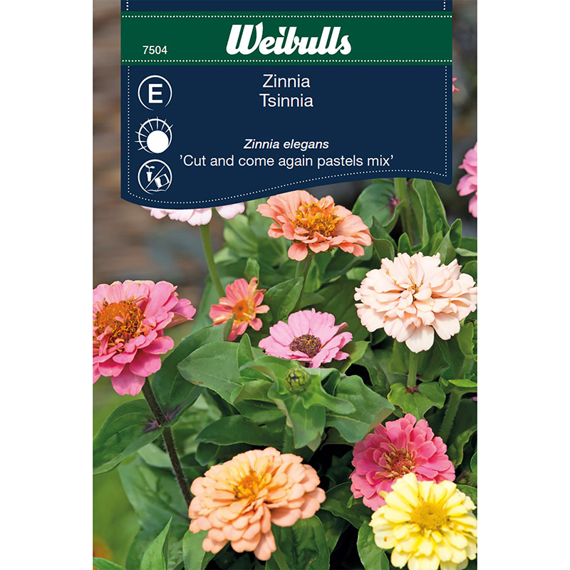 Zinnia 'Cut and Come Again' Köp fröer på nätet! Wexthuset