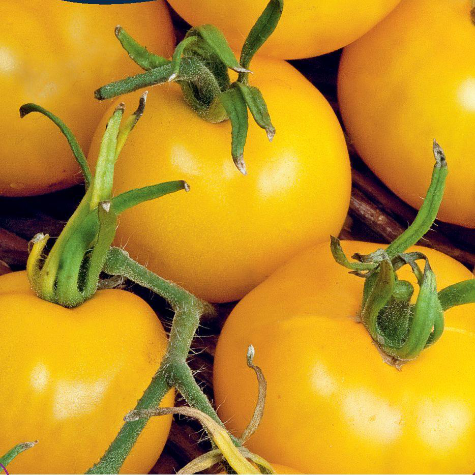 Frö till Tomat - Goldene Königin