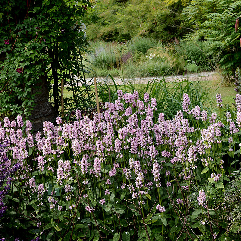 Ormrot Polygonum, en marktäckande perenn