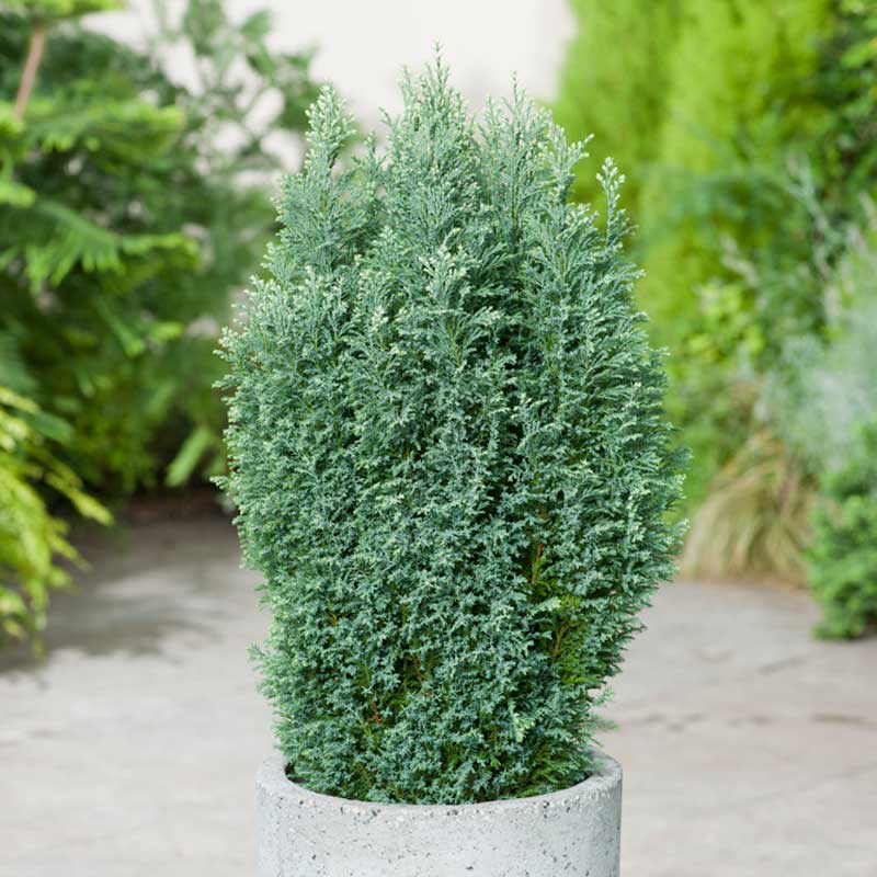 Ädelcypress 'Snow White', 1pack Köp växter online! Wexthuset