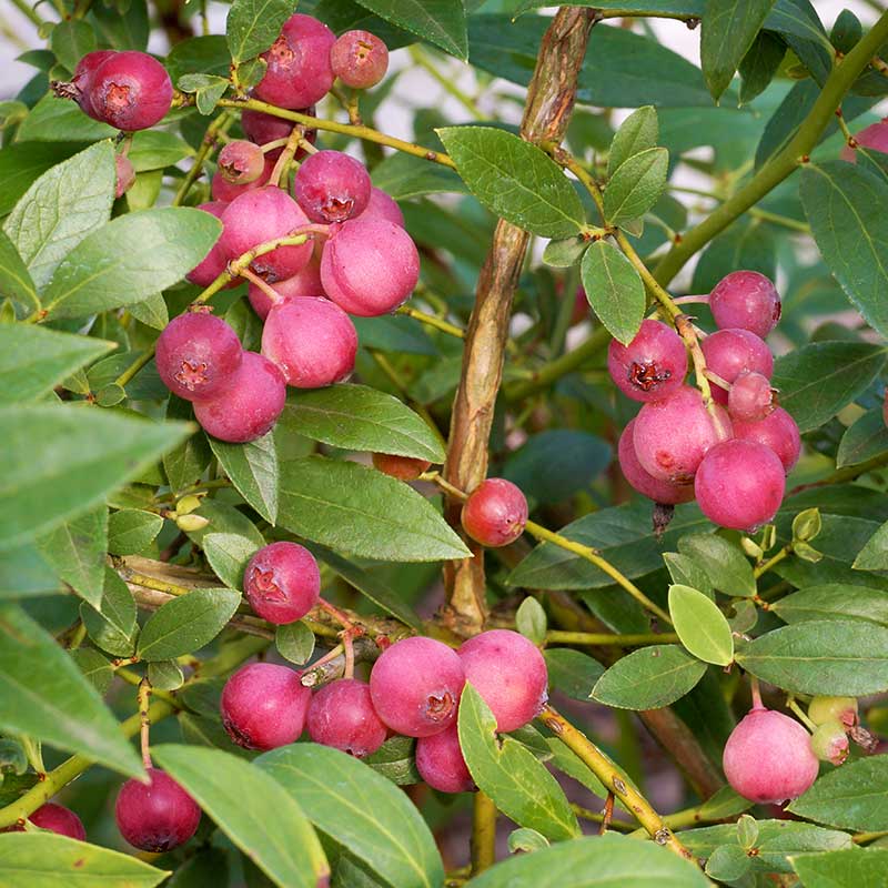 Amerikanskt blåbär ’Pink Lemonade’ 5-pack