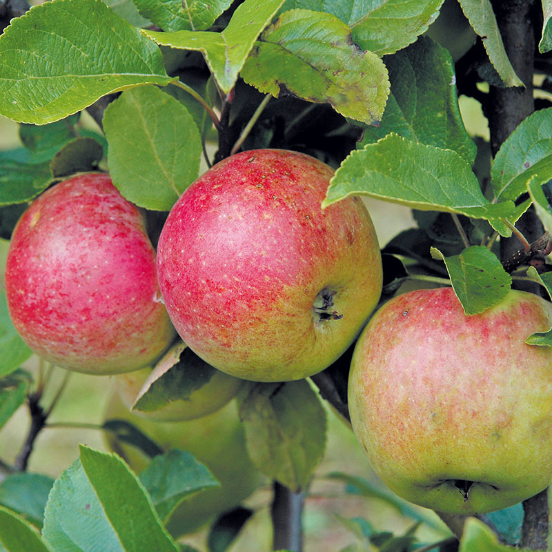 Wexthuset Äpple ’Amorosa’ -m uppbindn