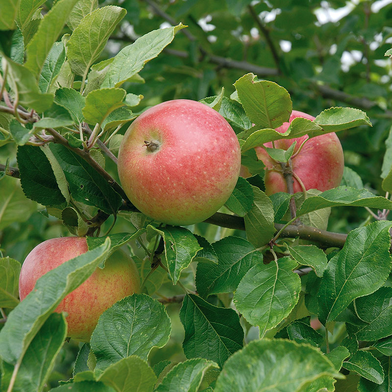Wexthuset Äpple ’Aroma’ -m uppbindn