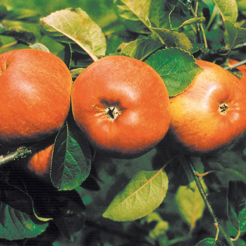 Wexthuset Äpple ’Cox Pomona’ -m uppbindn