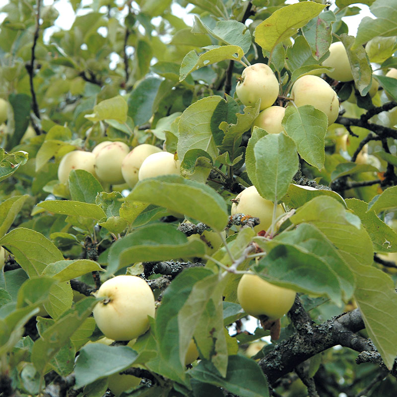 Äpple 'Transparente Blanche'