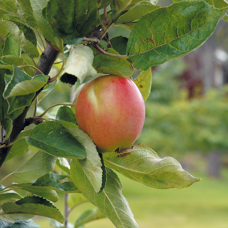 Äpple 'Åkerö', svagväxande