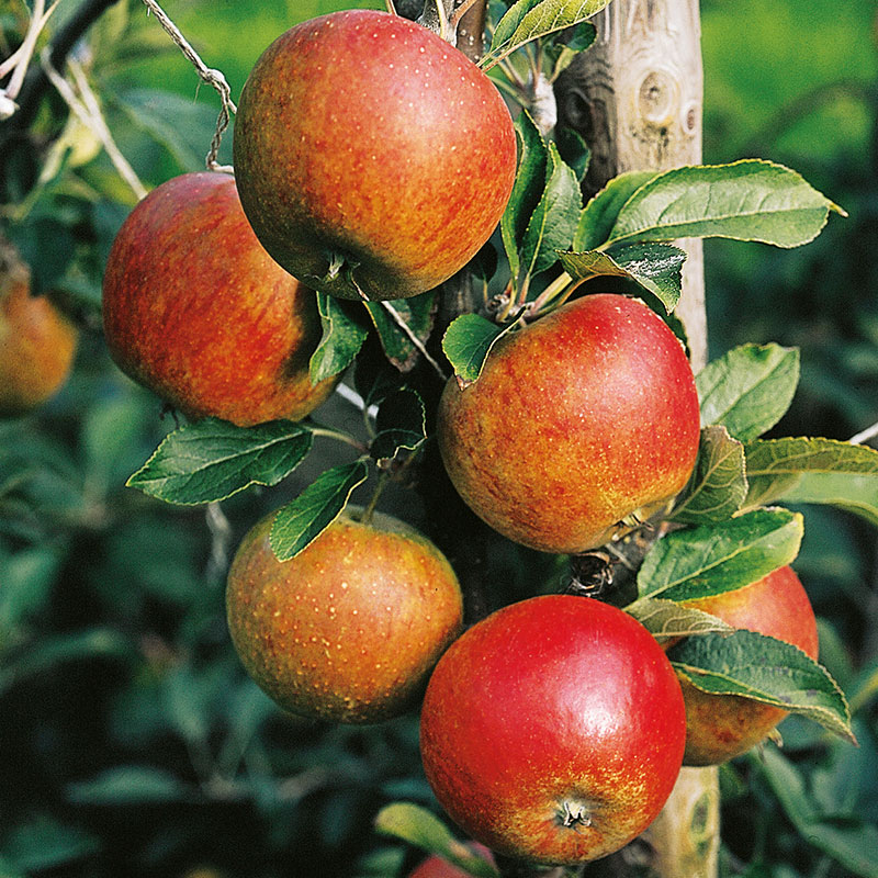 Äpple 'Aroma', miniträd