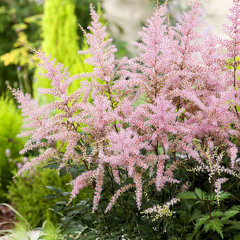 Astilbe Simplicifolia Fj derastilbe Sprite Wexthuset