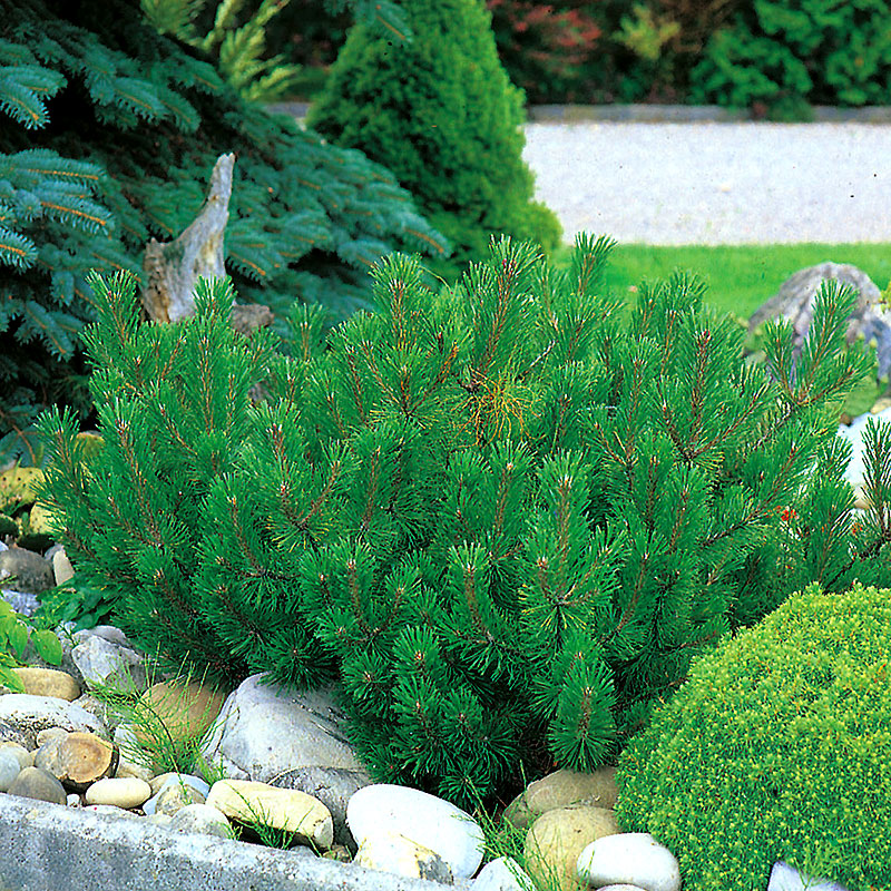 Bergtall Pinus mugo var. mughus 20-25 cm 3-pack