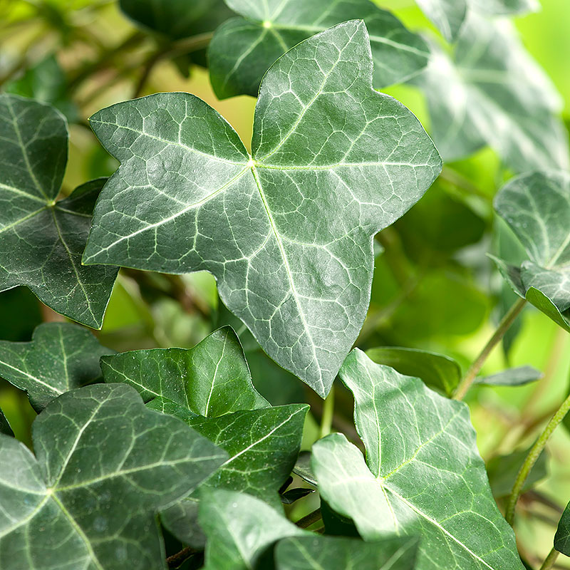 Närbild blad på storbladig murgröna