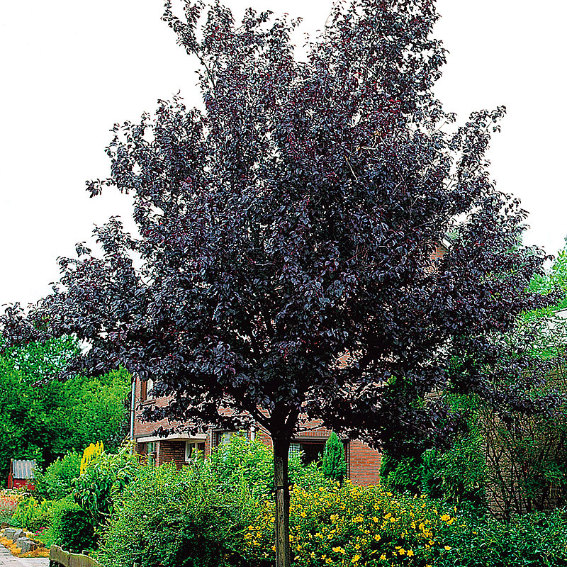 Wexthuset Blodplommon Prunus cerasifera ’Nigra’