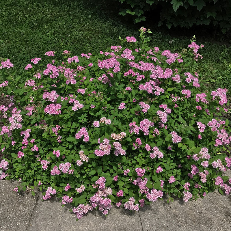 Dvärgpraktspirea ’Little Princess’ 10-pack